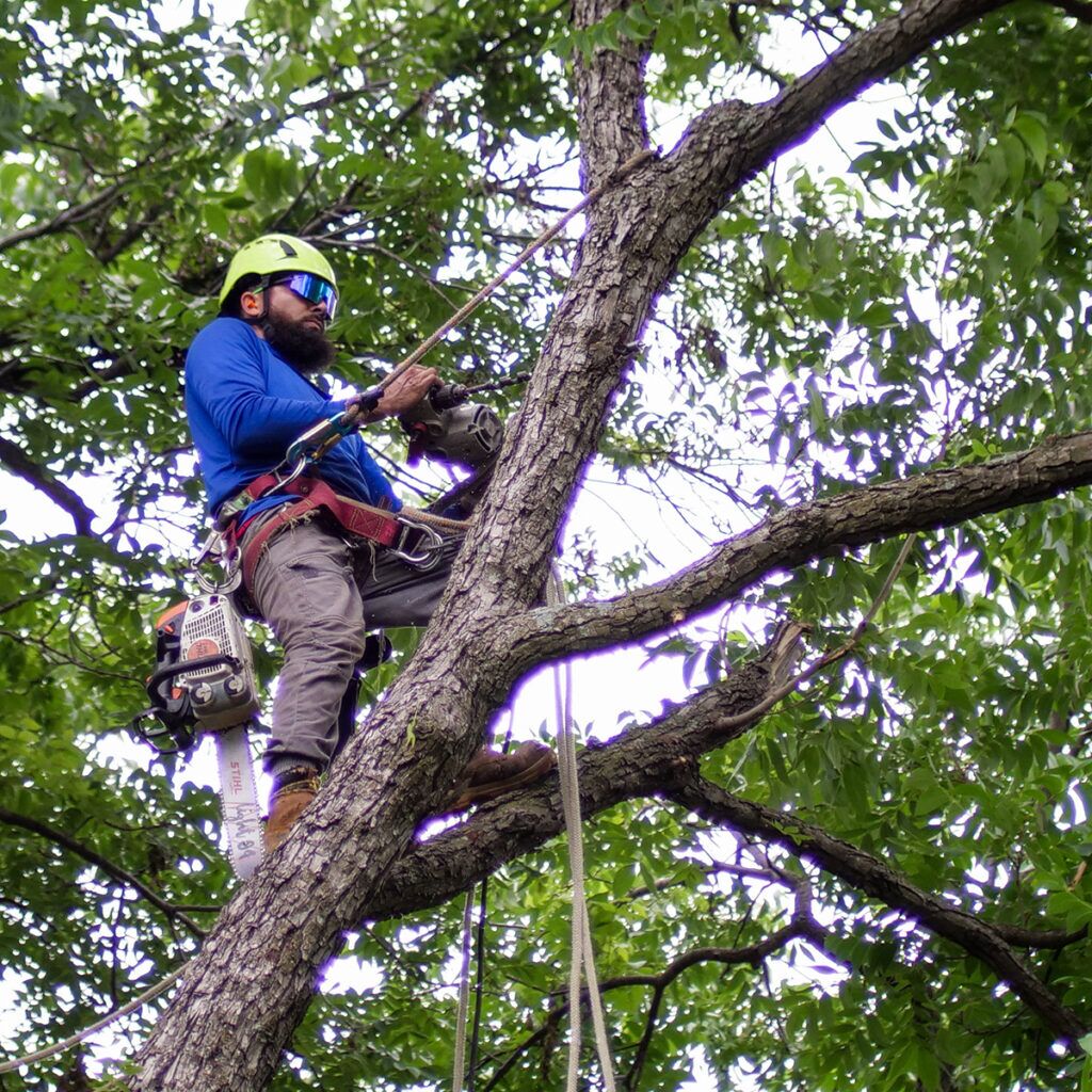 tree service Placerville